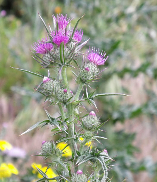 Cirsium da detrminare